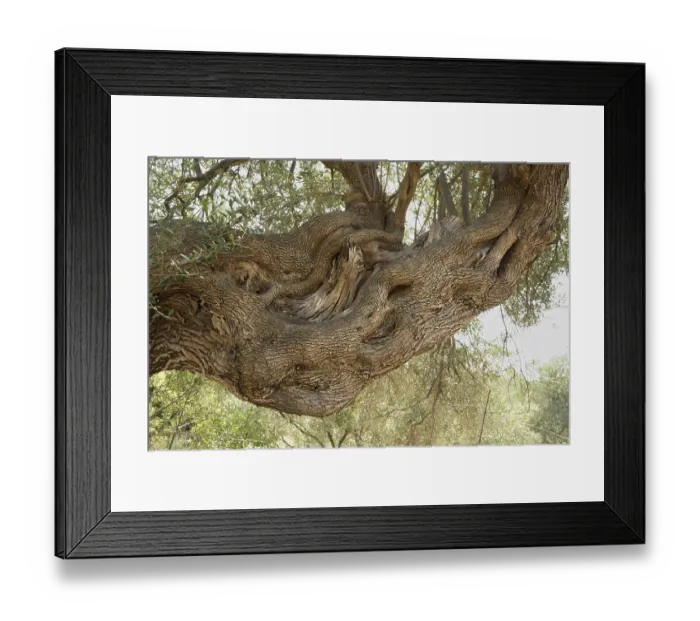Framed Print : Old, gnarled olive tree in the olive grove of Lun Framed Print : Old, gnarled olive tree in the olive grove of Lun