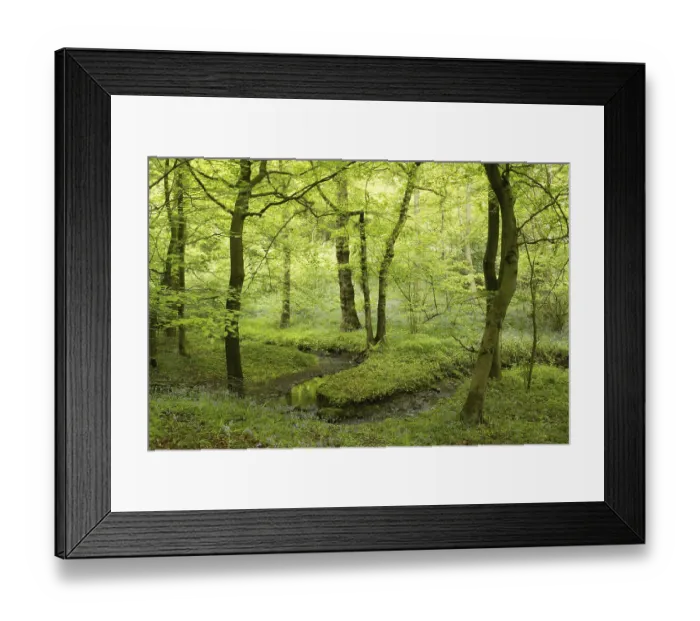 Framed Print : Deciduous woodland habitat with stream
