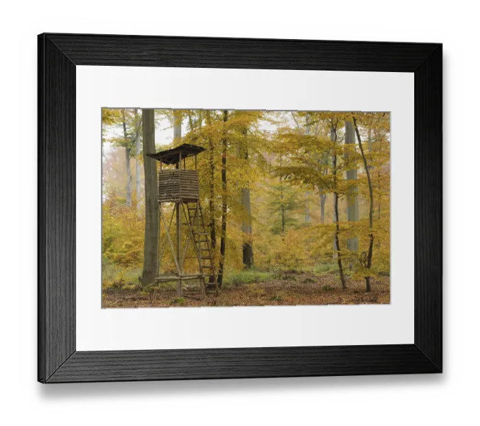 Framed Print : High seat in the autumnal deciduous forest