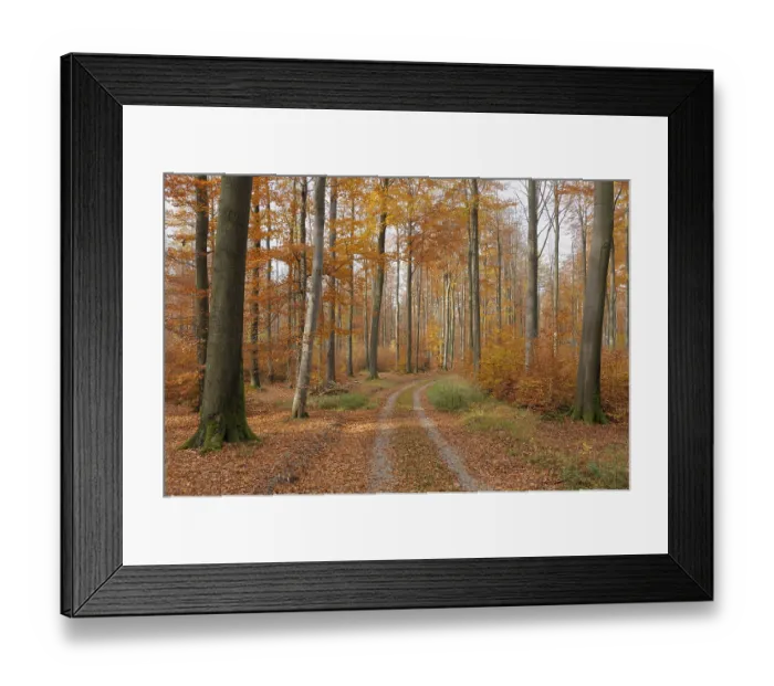 Framed Print : Deciduous forest in autumn, Spessart Framed Print : Deciduous forest in autumn, Spessart