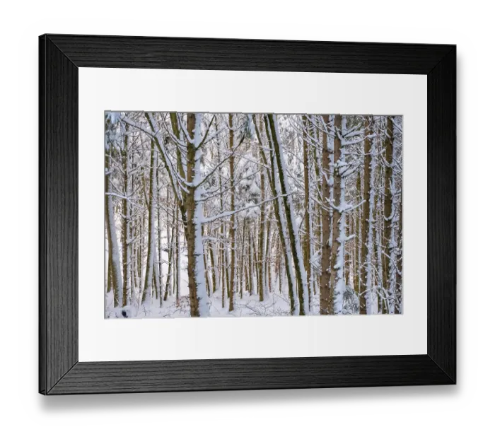 Framed Print : Tree trunks, snow-covered mixed forest Framed Print : Tree trunks, snow-covered mixed forest
