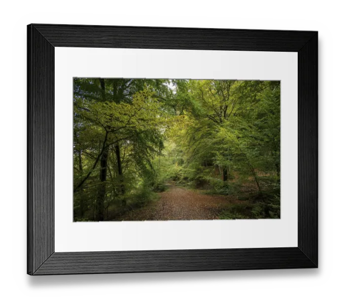 Framed Print : A peaceful forest path surrounded by trees with green and autumnal leaves