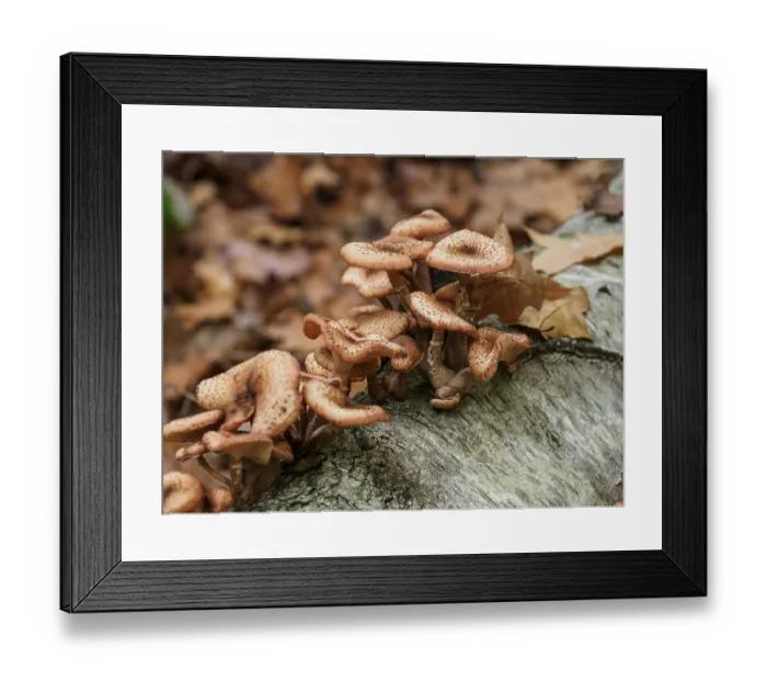 Framed Print : Several mushrooms nestling on a tree trunk Framed Print : Several mushrooms nestling on a tree trunk