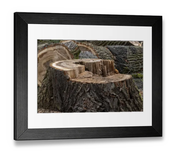 Framed Print : Tree stump in the forest with clearly visible annual rings and structured bark