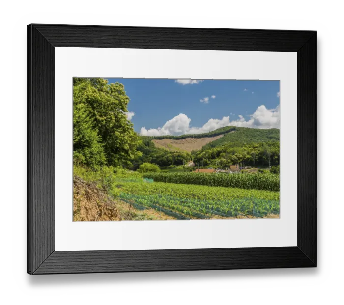 Framed Print : Field of corn growing in valley below area of deforestation on mountaintop in background in South Korea Framed Print : Field of corn growing in valley below area of deforestation on mountaintop in background in South Korea