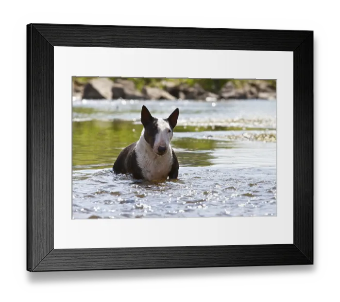Framed Print : Miniature Bull Terrier cooling off in a river