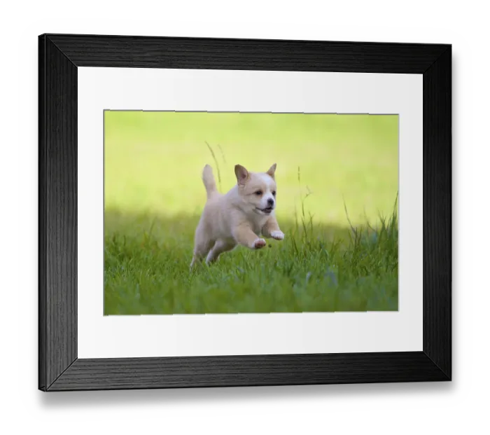 Framed Print : A little 7-week-old puppy jumps through a green meadow with all his lust for life