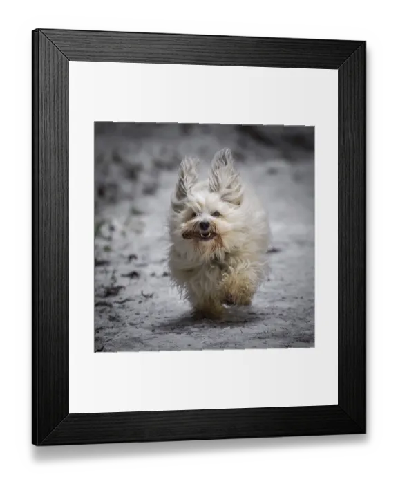 Framed Print : The little man bravely brings the booty to me Framed Print : The little man bravely brings the booty to me