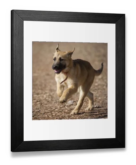 Framed Print : A young German shepherd puppy is looking forward to his life Framed Print : A young German shepherd puppy is looking forward to his life