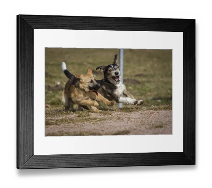 Framed Print : Two dogs playing wildly on a dog meadow Framed Print : Two dogs playing wildly on a dog meadow