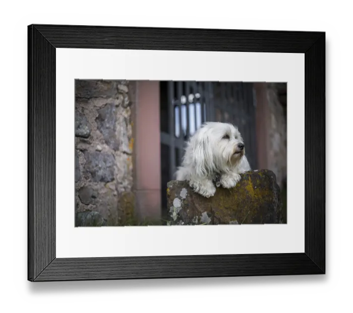 Framed Print : A small white dog lies on a stone and looks out of the picture Framed Print : A small white dog lies on a stone and looks out of the picture