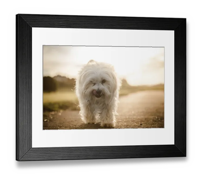 Framed Print : Small white Havanese runs towards the photographer on a street and is spotlighted from behind