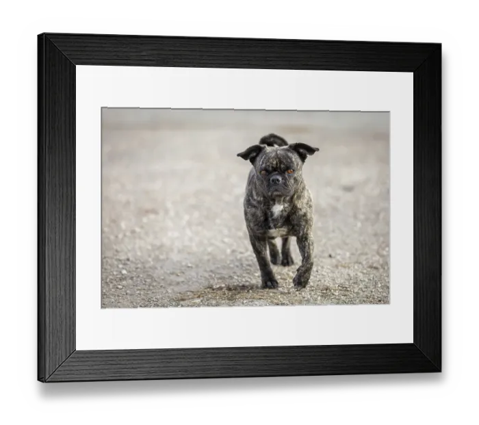 Framed Print : Small mixed-breed dog with a very interesting coat pattern runs directly towards the camera Framed Print : Small mixed-breed dog with a very interesting coat pattern runs directly towards the camera