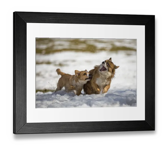 Framed Print : Two young mixed-breed dogs playing in the snow
