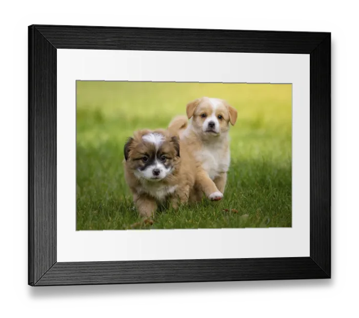 Framed Print : Two curious puppies walk through the greenery of the garden Framed Print : Two curious puppies walk through the greenery of the garden
