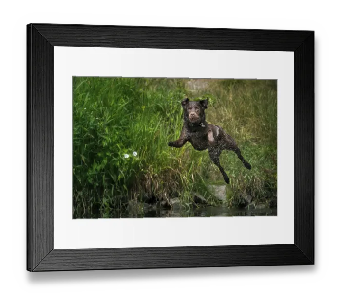 Framed Print : A Labrador jumping into the water Framed Print : A Labrador jumping into the water