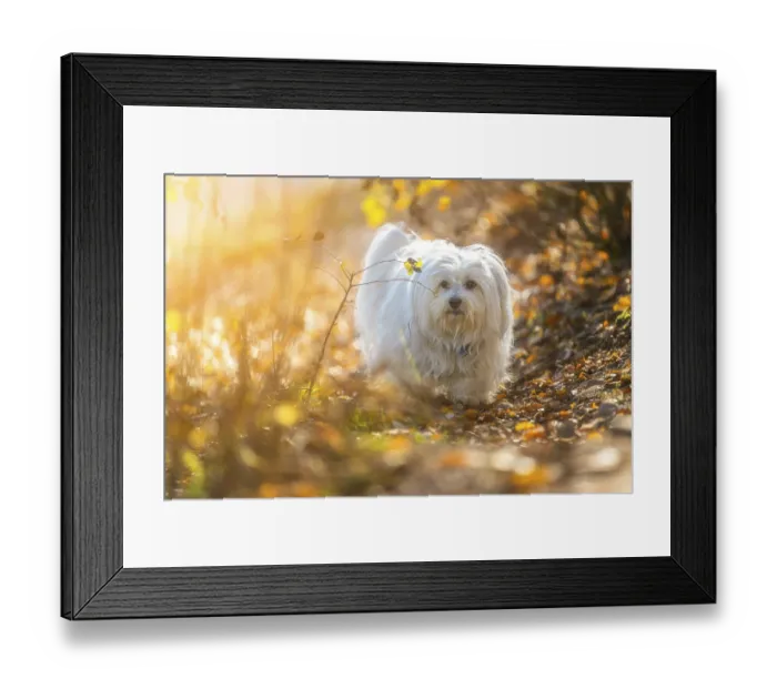 Framed Print : Small white dog in autumn surroundings Framed Print : Small white dog in autumn surroundings