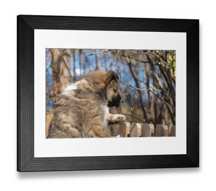 Framed Print : Six-week-old puppy (Icelandic dog)