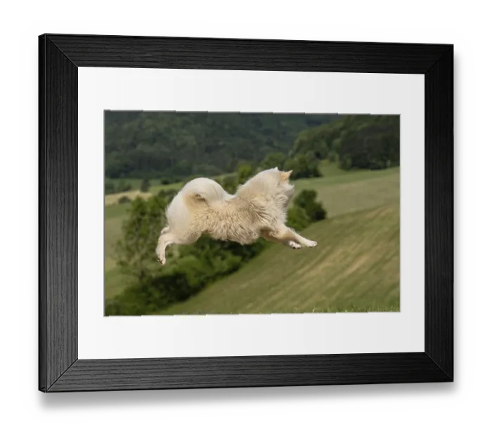 Framed Print : My Icelandic dog is characterised by its enormous jumping power and joy of jumping