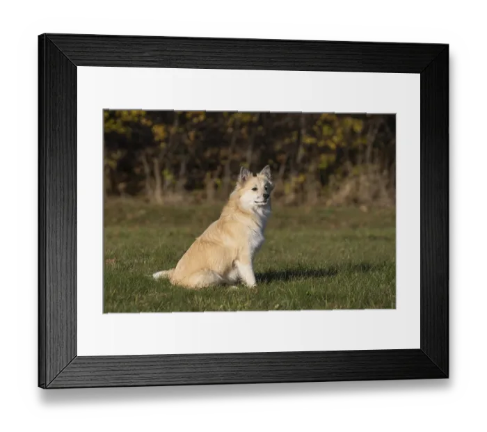 Framed Print : Sitting Icelandic bitch Framed Print : Sitting Icelandic bitch