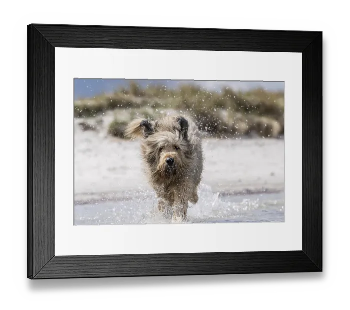 Framed Print : With a dog on the Baltic Sea beach Framed Print : With a dog on the Baltic Sea beach