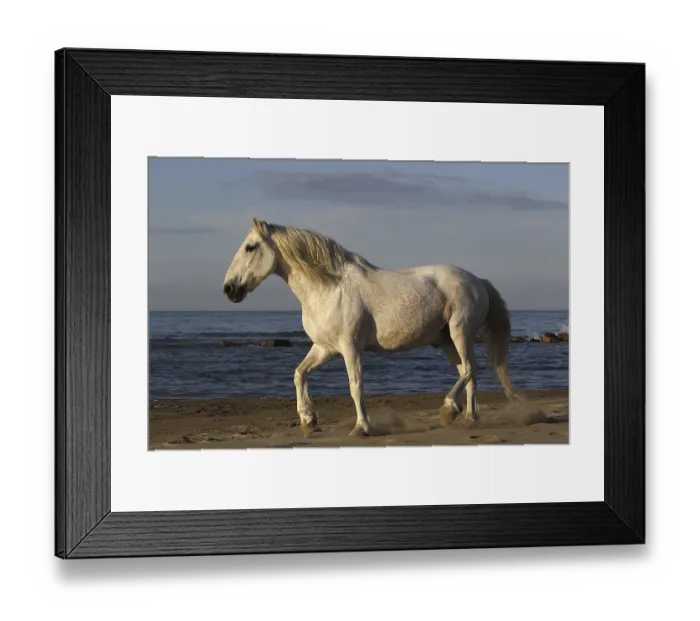 Framed Print : Camargue Horse on the Beach, Saintes Marie de la Mer in Camargue