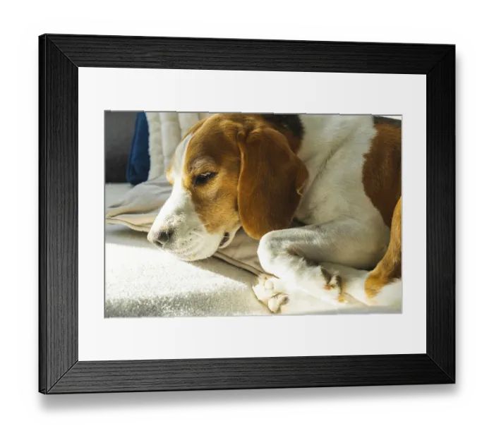 Framed Print : Tricolor beagle Adult dog on sofa in bright room- cute pet photography Framed Print : Tricolor beagle Adult dog on sofa in bright room- cute pet photography