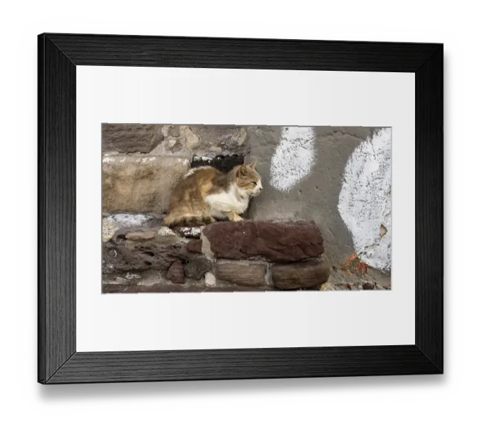 Framed Print : Cat sitting on a stone wall, climate Framed Print : Cat sitting on a stone wall, climate