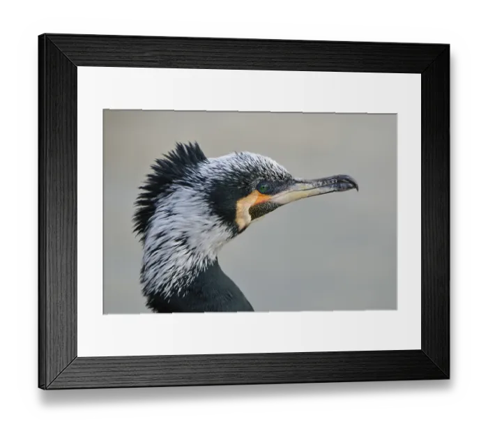 Framed Print : Cormorant (Phalacrocorax carbo), portrait