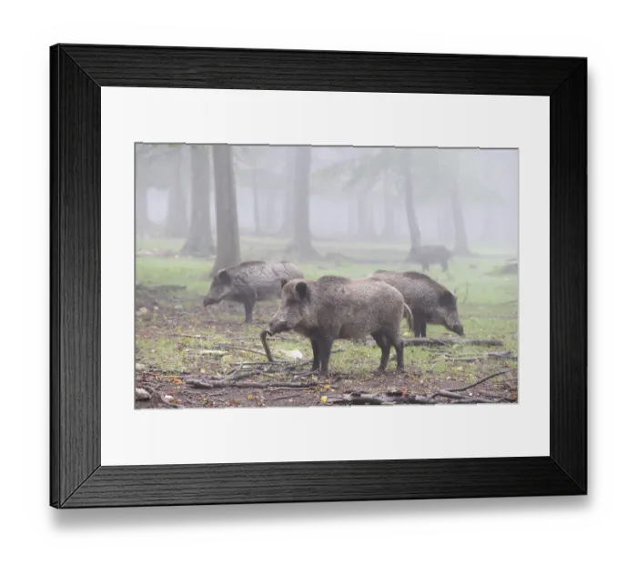 Framed Print : Wild boars (Sus scrofa)