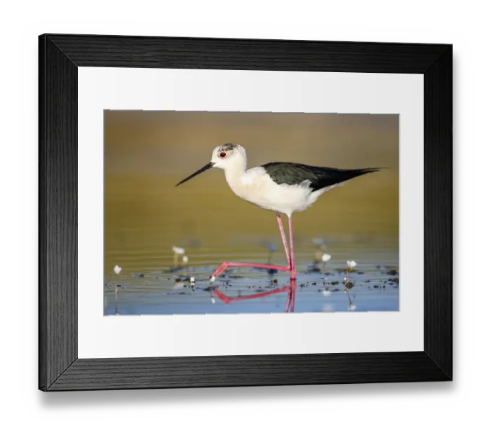 Framed Print : Black-winged stilt (Himantopus himantopus)