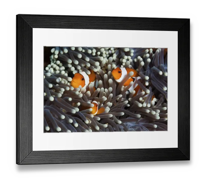 Framed Print : Orange skunk clownfish, Amphiprion ocellaris Framed Print : Orange skunk clownfish, Amphiprion ocellaris