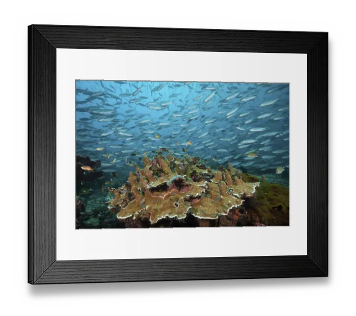 Framed Print : Fusiliers over coral reef, Pterocaesio tesselata