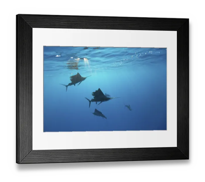 Framed Print : Atlantic sailfish, Istiophorus albicans Framed Print : Atlantic sailfish, Istiophorus albicans