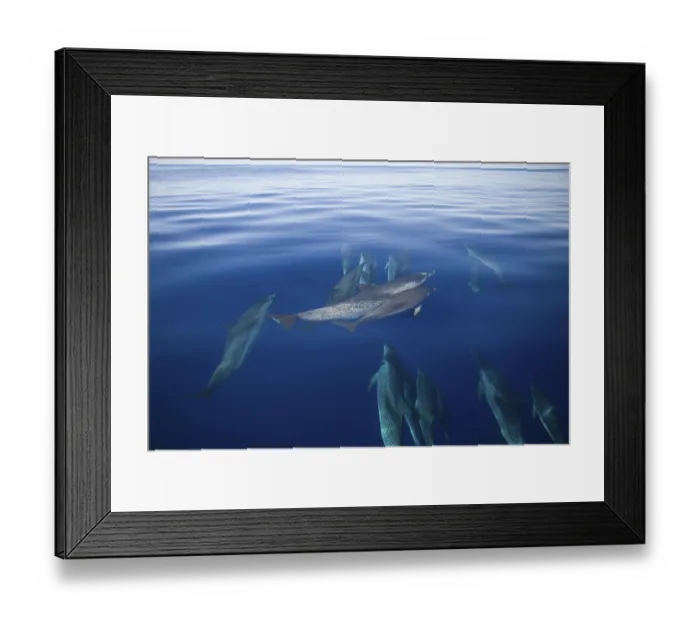 Framed Print : Atlantic spotted dolphins, Stenella frontalis Framed Print : Atlantic spotted dolphins, Stenella frontalis