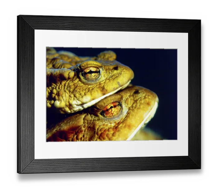 Framed Print : Common Toads (Bufo bufo), pair Framed Print : Common Toads (Bufo bufo), pair