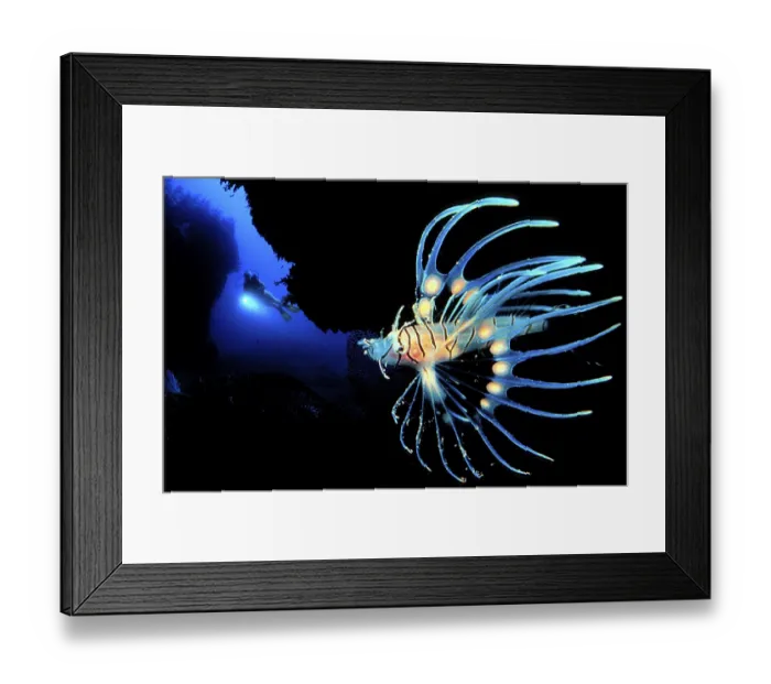 Framed Print : Spotfin Lionfish (Pterois antennanta) Framed Print : Spotfin Lionfish (Pterois antennanta)