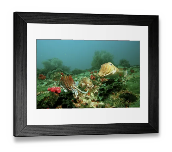 Framed Print : Pharaoh Cuttlefish (Sepia pharaonis) Framed Print : Pharaoh Cuttlefish (Sepia pharaonis)