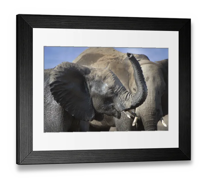 Framed Print : African Bush Elephants (Loxodonta africana)