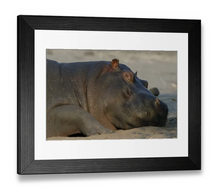 Framed Print : Hippopotamus (Hippopotamus amphibius) Framed Print : Hippopotamus (Hippopotamus amphibius)