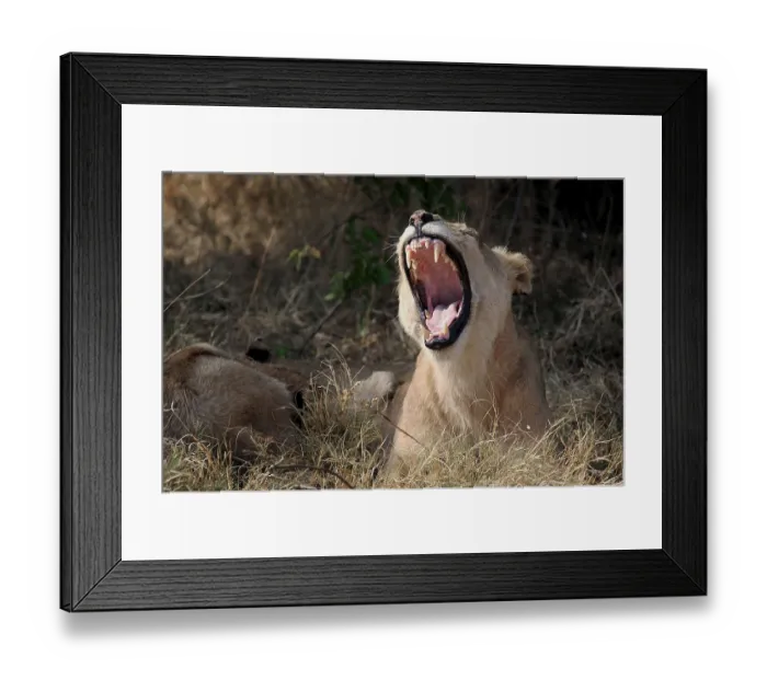 Framed Print : Lion (Panthera leo), yawning, North Bridge Camp