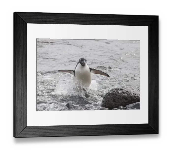 Framed Print : Adelie Penguin (Pygoscelis adeliae) leaving the water Framed Print : Adelie Penguin (Pygoscelis adeliae) leaving the water