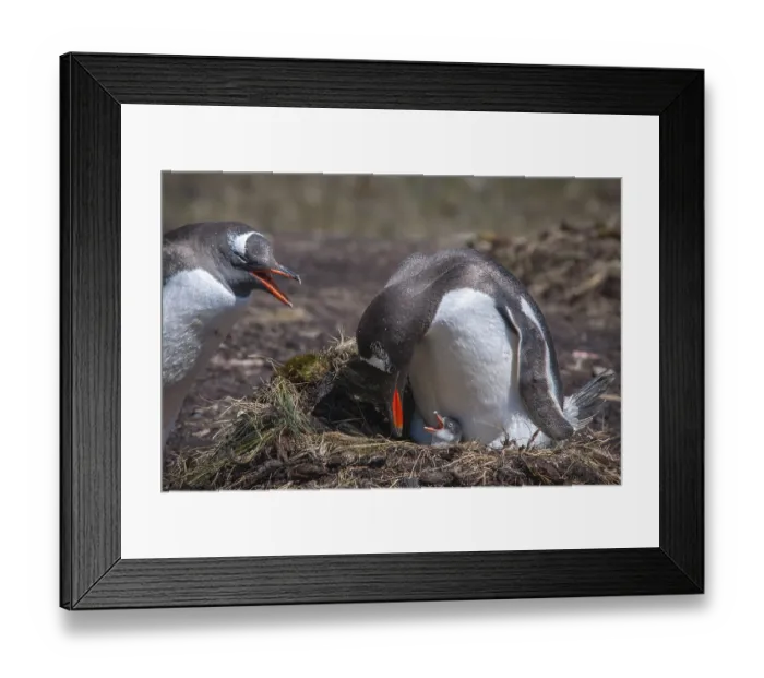 Framed Print : Gentoo Penguin (Pygoscelis papua) with chick at nest