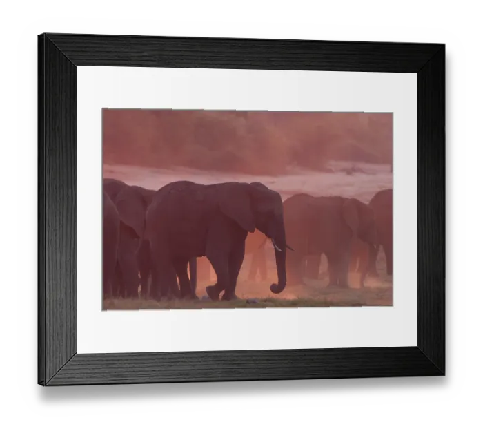 Framed Print : African Bush Elephants (Loxodonta africana)