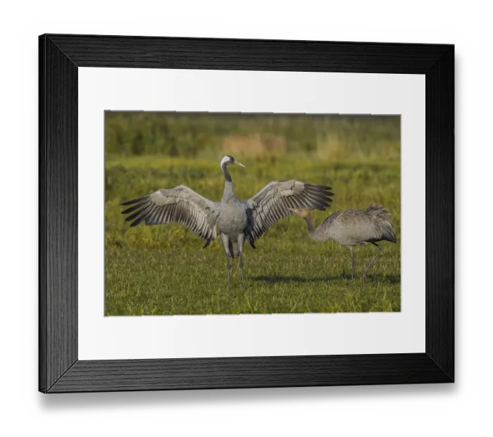 Framed Print : Eurasian or common crane (Grus grus) flapping wings