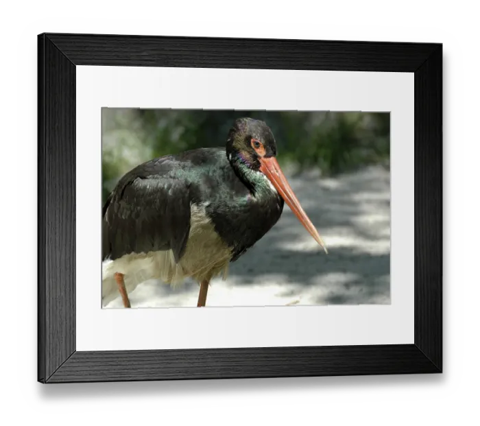 Framed Print : Black Stork (Ciconia nigra) at a zoo in Germany Framed Print : Black Stork (Ciconia nigra) at a zoo in Germany