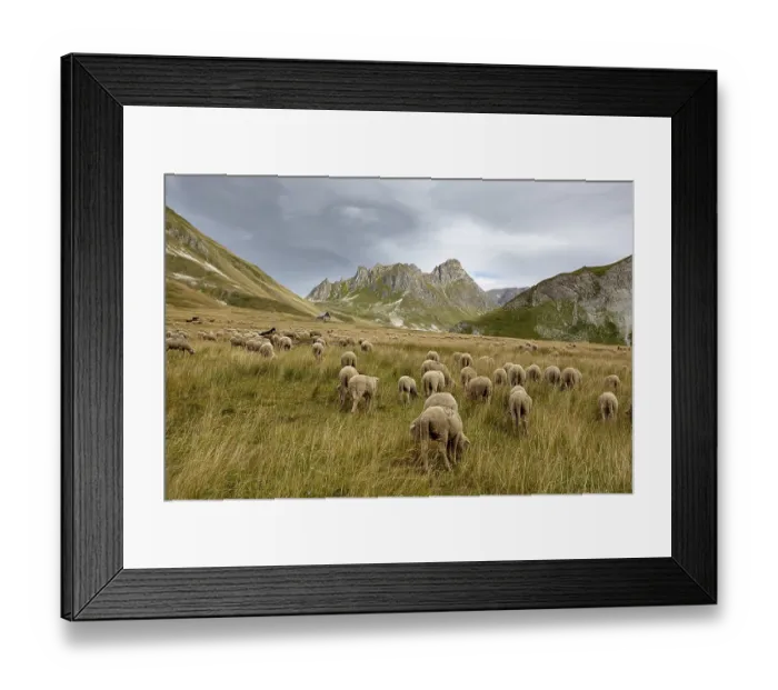 Framed Print : Flock of sheep near Valloire, Rhone-Alpes