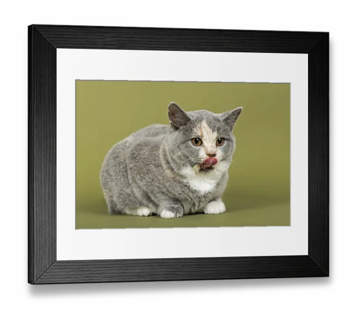 Framed Print : British Shorthair cat, kitten, 18 weeks Framed Print : British Shorthair cat, kitten, 18 weeks