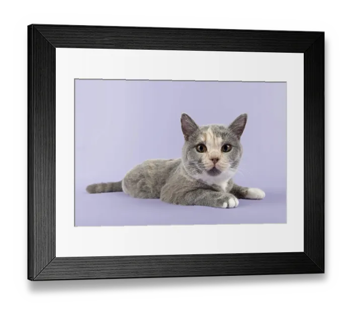 Framed Print : British Shorthair kitten, 24 weeks