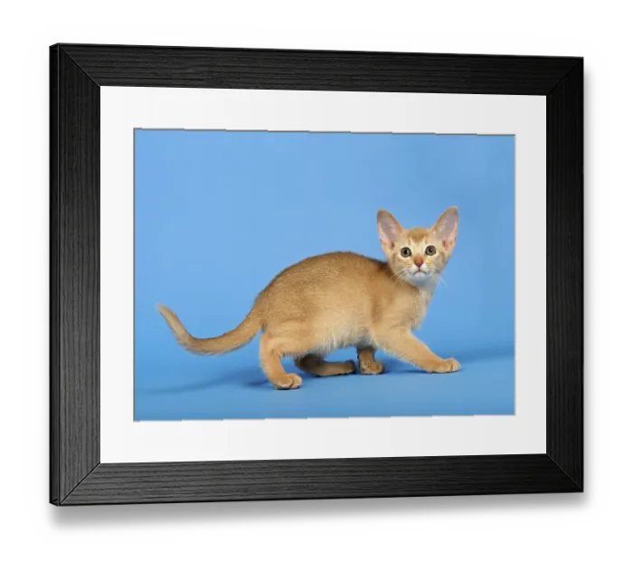 Framed Print : Abyssinian kitten, 9 weeks, colour fawn Framed Print : Abyssinian kitten, 9 weeks, colour fawn